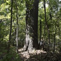 36.30 Acres of Recreational or Hunting Land images 2