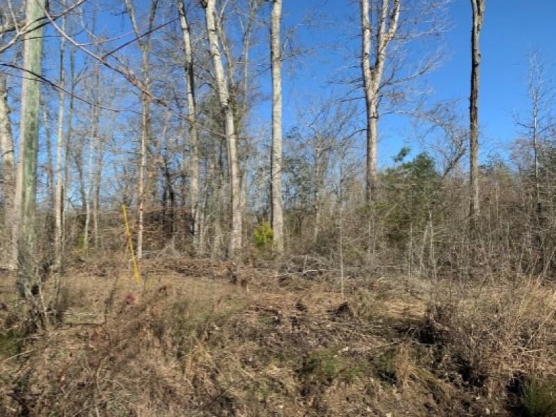 266 Acres in Scott County in Forest  MS featured image