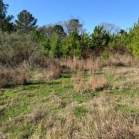 266 Acres in Scott County in Forest  MS images 3