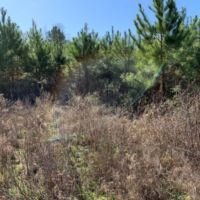 266 Acres in Scott County in Forest  MS images 4