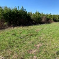 266 Acres in Scott County in Forest  MS images 5