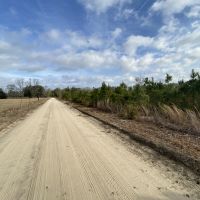 Low Country Timber images 4