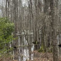 Low Country Timber images 5