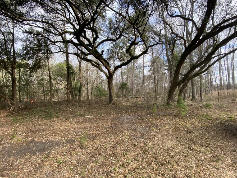 Low Country Timber featured image