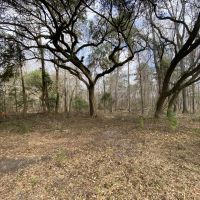Low Country Timber