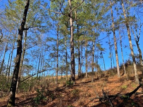 Old Citronelle Road Homesite Tract B featured image