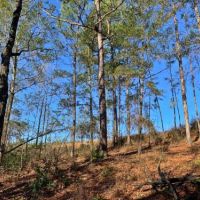 Old Citronelle Road Homesite Tract B