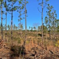 Old Citronelle Road Homesite Tract B images 2