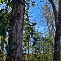 Old Citronelle Road Homesite Tract B images 3