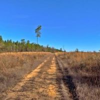 Old Citronelle Road Homesite Tract B images 4