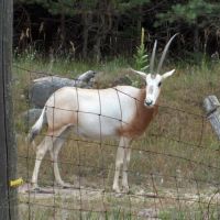 Year-Round Deer, Hog, and Exotic Hunting on a Private 300 Acre Preserve