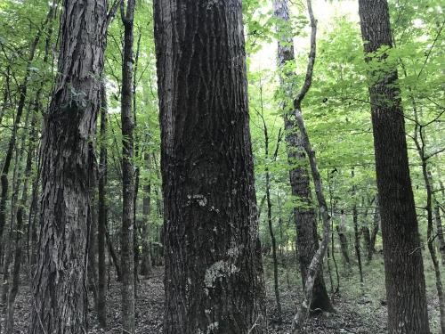Double Church Road Timber &nbsp; Hunting Tract featured image