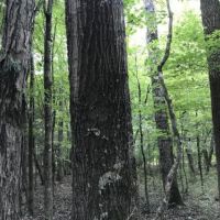 Double Church Road Timber &nbsp; Hunting Tract