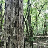 Double Church Road Timber &nbsp; Hunting Tract images 2