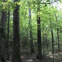 Double Church Road Timber &nbsp; Hunting Tract images 4