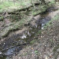 Double Church Road Timber &nbsp; Hunting Tract images 6