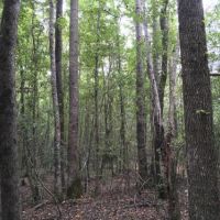 Boothtown and Earl Booth Road Tract
