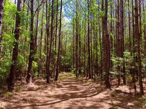 Big Branch Hunting and Timber Investment Trac featured image