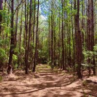 Big Branch Hunting and Timber Investment Trac