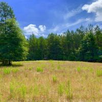 Big Branch Hunting and Timber Investment Trac images 2