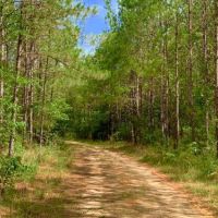Big Branch Hunting and Timber Investment Trac images 3
