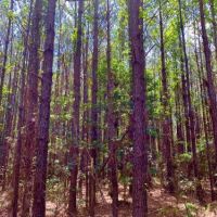 Big Branch Hunting and Timber Investment Trac images 4