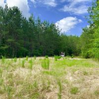 Big Branch Hunting and Timber Investment Trac images 5