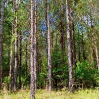 Big Branch Hunting and Timber Investment Trac images 6