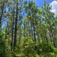 Longleaf Hunting Retreat images 3