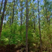 Longleaf Hunting Retreat images 5