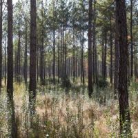 Dogwood Branch Lodge and Lake images 5