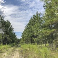13 Acres &nbsp; Cleveland &nbsp; Worsham