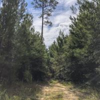 13 Acres &nbsp; Cleveland &nbsp; Worsham images 3