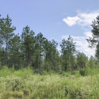 13 Acres &nbsp; Cleveland &nbsp; Worsham images 5