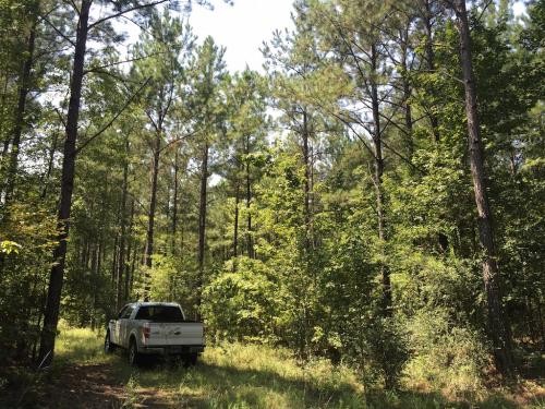 Packards Bend Timber and Hunting Investment featured image
