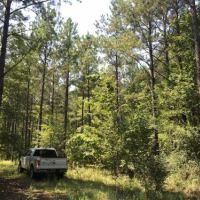 Packards Bend Timber and Hunting Investment images 1