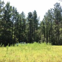 Packards Bend Timber and Hunting Investment images 2