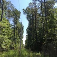 Packards Bend Timber and Hunting Investment images 4