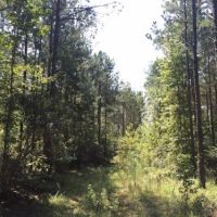Packards Bend Timber and Hunting Investment images 5