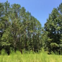 Packards Bend Timber and Hunting Investment images 6