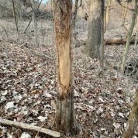 112 Acres m l  Davis Co.&nbsp; IA images 4