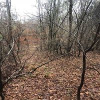 10.5 Acres in Smith County in Raleigh  MS images 3