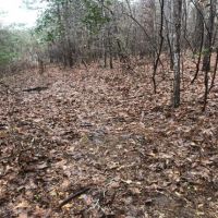 10.5 Acres in Smith County in Raleigh  MS images 4