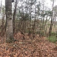 10.5 Acres in Smith County in Raleigh  MS images 5