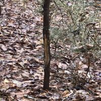 10.5 Acres in Smith County in Raleigh  MS images 6