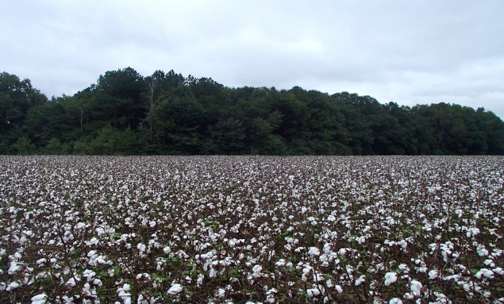 175 Acres in Monroe County in Hamilton  MS featured image