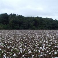 175 Acres in Monroe County in Hamilton  MS images 1