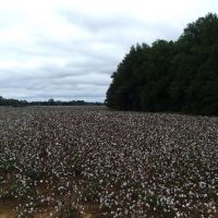 175 Acres in Monroe County in Hamilton  MS images 2