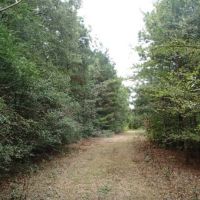 175 Acres in Monroe County in Hamilton  MS images 4