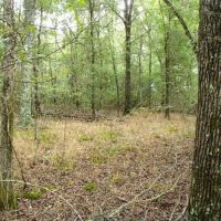175 Acres in Monroe County in Hamilton  MS images 6